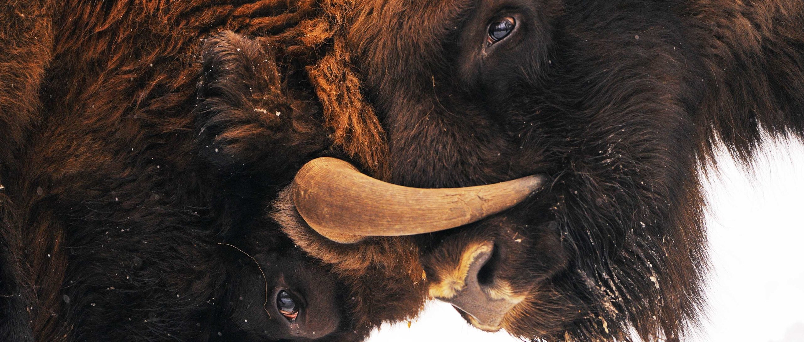 PosterBISON