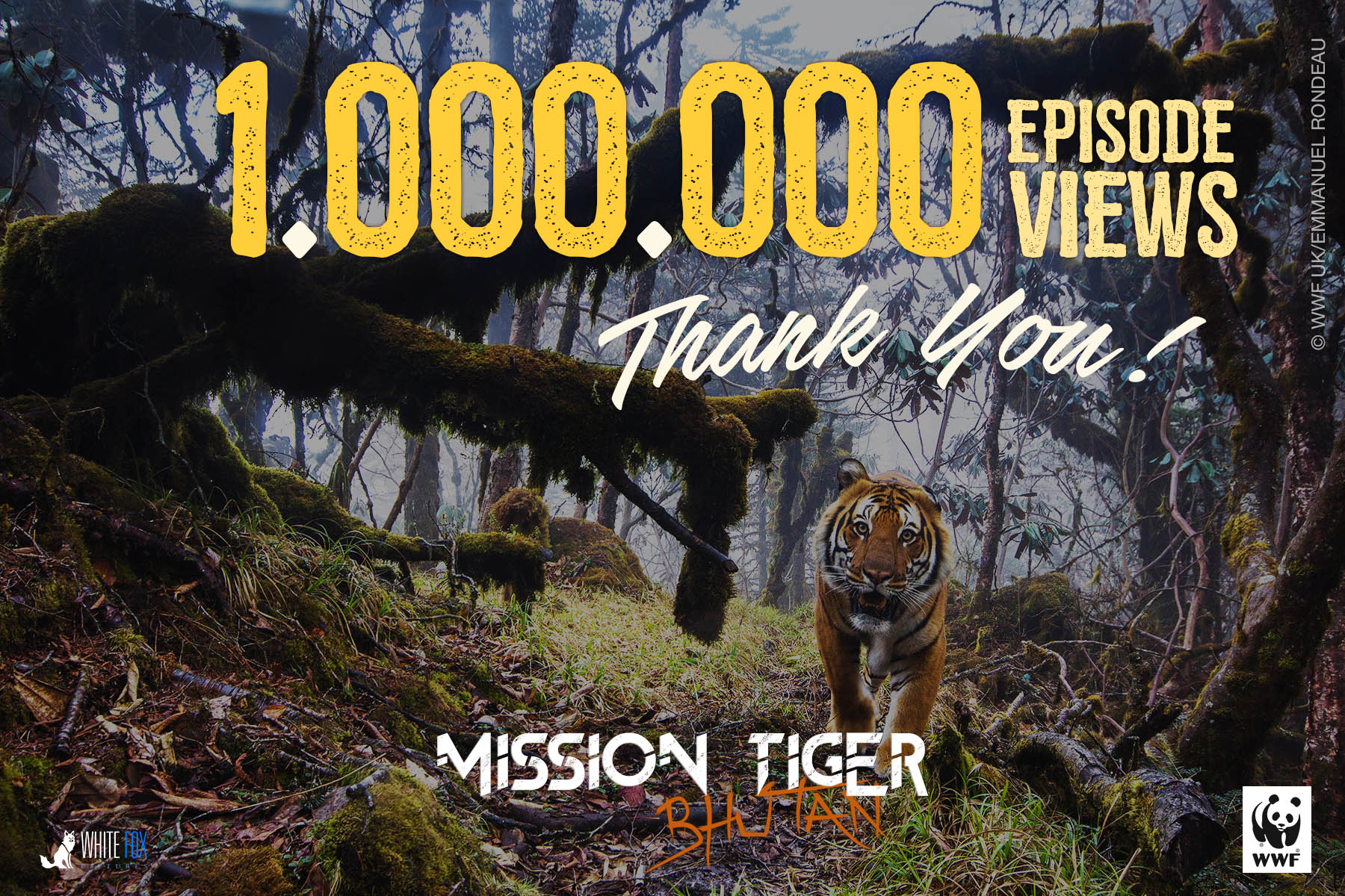 TIGERMILLIONVIEW copy